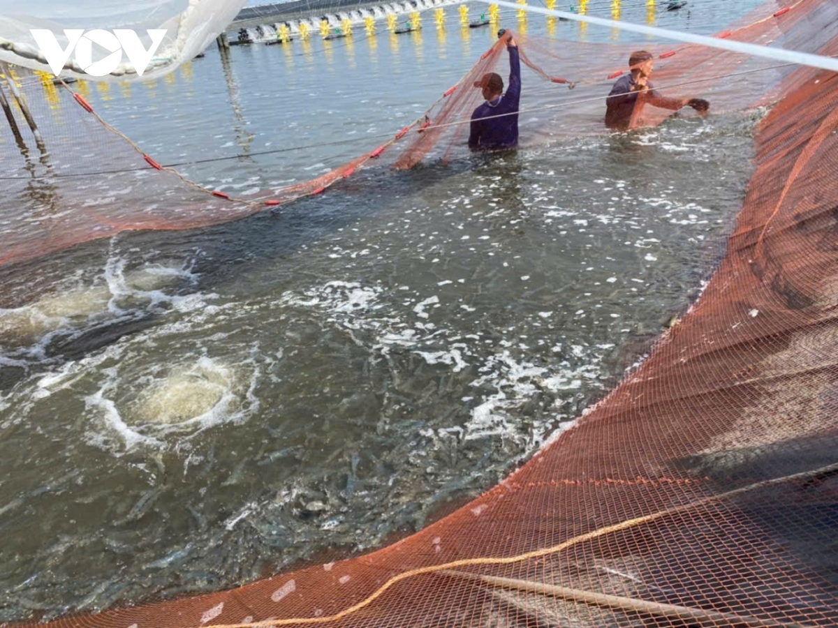 Xuất khẩu chậm, giá tôm sụt giảm, ngư dân Đồng Tháp thất thu